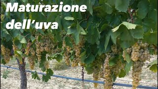 MATURAZIONE dell’UVA: indice di maturazione del Trebbiano