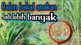 Rumput odot | cara panen rumput odot | hijauan pakan ternak unggul #peternakdomba  #peternakan