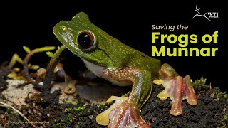 Saving the Frogs of Munnar