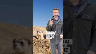 An animal that’s risen from the dead twice! Ferret Videos from the Colorado Parks and Wildlife ￼