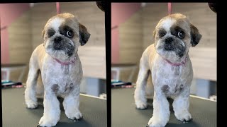 Head Grooming a One Eye Shih Tzu