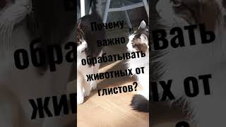 О важности обработки от паразитов #shorts