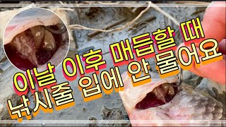 트라케로델라류 (Trachelobdella sp.) 라는 물고기 거머리 [ 아가미에 사는 ] 이녀석 본다음부터 매듭할때 낚시줄 입에 안 물어요