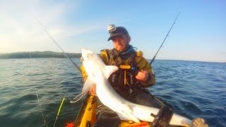 Tope from a kayak in lough Foyle.