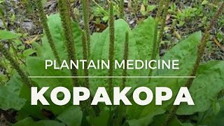 More Magic on Kopakopa Rongoā | Indigenous Plant Medicine