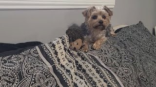 Adorable Rylie  & Hermie🦔 Wake-up #yorkies #cute #Rylie