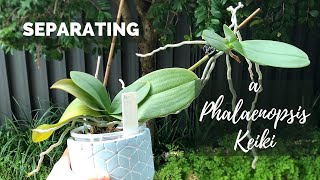 Potting up a Phalaenopsis Keiki // Separating a baby Orchid from its Mother!