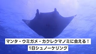 【石垣島・1日・シュノーケリング】マンタ・ウミガメ・カクレクマノミに会える！1日シュノーケリング