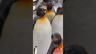 March of the Emperor Penguins! 🐧 The Cutest Waddle in Nature #shorts