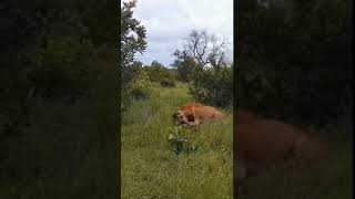 hyenas attacked by lion | wildlife animals | #shorts