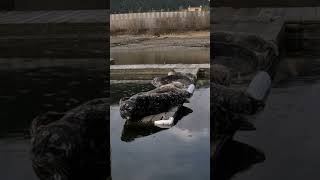 Harbor Seals! #alaska #wildlife #harborseal #juneau #shorts