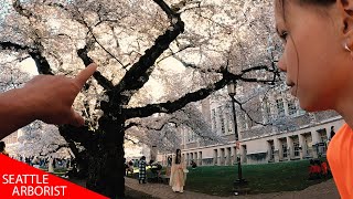 We Love Trees! UW Cherry Tree Blossoms 2023