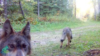 Five wolf pups wandering down logging road