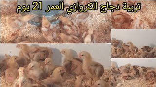 الوصفة السحرية للتسمين دجاج كروازي عمر 21 يوم