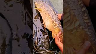 Big carp gets released #carpy #shorts #carp #fish #london #carpworld #carpfishing #bigcarp #2023 #hu