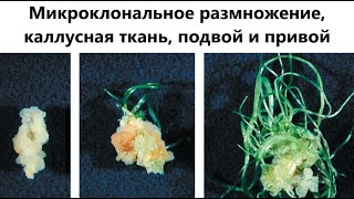 Микроклональное размножение, калусная ткань, подвой и привой для ЕГЭ по биологии