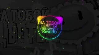 ЗА ТОБОЙ ЦВЕТЫ (Slowed + Reverb)