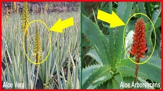 Perché l’Aloe Arborescens è molto più efficace dell’Aloe Vera?- Italy365