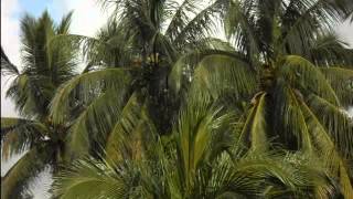 coconut tree and cloud