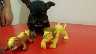 Dando remédio para filhote de cachorro pinscher