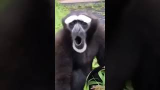 Hooray, holiday and weekend are coming soon 🤩 Gibbon is happy too 😁