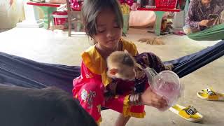 smart dury baby monkey with her sister drink milk