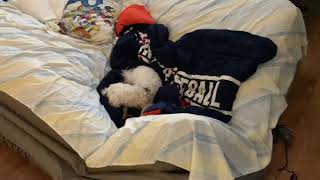 Dog Sleeps While Bed Deflates on Christmas Morning!