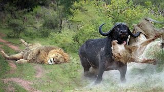 Buffalo Too Lusty Ist Echt, Bufalo Attack Lion Bester Moment Animals Fight Powerful Lion Gegen Buf