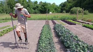 How I Plant Baby Kale from Seed (and Other baby Greens)