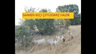 SAANEN KEÇİ ÇİFTLİĞİMİZİ KURDUK. KIŞA HAZIRLIK YAPIYORUZ.