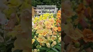 lwie paszcze seria Twinny #kwiatyjednoroczne #garden #ogrodnictwo #ogrodoweinspiracje #flowers