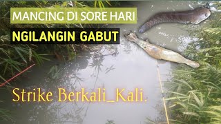 Mancing di sore hari.||.Strike berkali_kali.