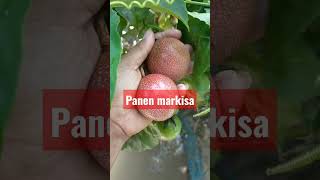 markisa ungu yg udah masak