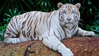 siberian tiger rescue | bengal tiger breed | indian tiger | tiger status | tiger shorts | #ShanpediÀ