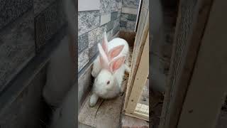 friends #youtubeshorts #animal #bunny #pet #farming #rabbit #bunnyboy22