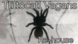 Tliltocatl Vagans Re-house! (Ex Brachypelma)