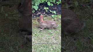 Hungry Baby Bunny #rabbit #rabbits #nature #wildlife #animals #feeding #hungry