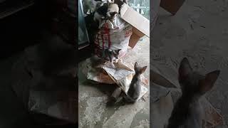 The playing #cutecatskittens #catlover #kucing #pusa #shorts #shortsfeed #shortsvideo #funnycat