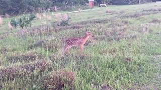 Close encounter with baby deer