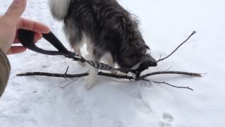 Alaskan malamute must take big tree branch home!