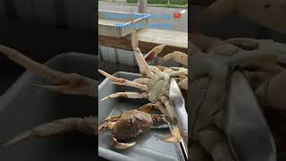 Shrimp Daddy’s Cooking Process! Waldport Oregon! #crabcooking #dungenesscrab #oregoncoast