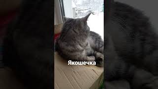 муська отдыхает#кошкамуся #смешныекошки #кошкамуся