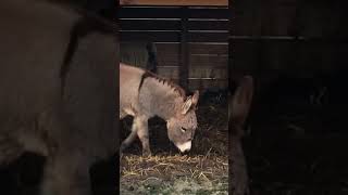 The Mini donkeys of Laporte Indiana!￼