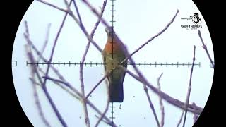 HUNTING LONG RANGE NSA SLUG WITH FX AIRGUN