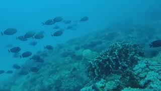 Reef Diving Kailua