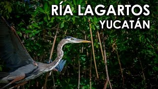 YUCATÁN: RÍO LAGARTOS / LAS COLORADAS  2017 HD