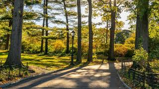 Тихая музыка природы - прогулка по парку 🌳