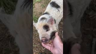 Kune Kune piglet eating apples #shorts