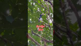 Beautiful bird cute moments/ #viralvideos #shortsvideos #youtubeshorts #tendingvideo #birds #cute