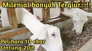 Analisa usaha kambing perah - Sahabat Ternak 1 Farm Kemirikebo